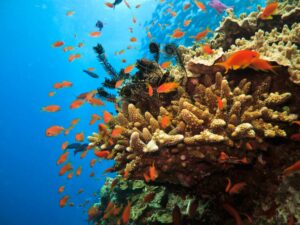 Swim the Great Barrier Reef