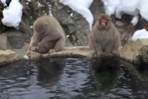 11. Πάρκο μαϊμούδων Jigokudani, Ιαπωνία